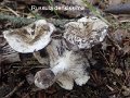 Russula densissima-amf2077